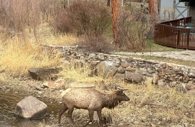 1 bed Cabin on the Big Thompson River 5 min to Estespark with hot tub and grill