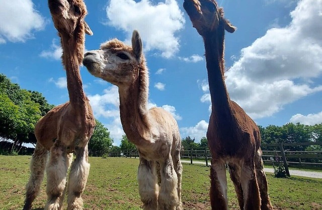 1 bedroom barn conversion on smallholding with alpacas, goats and pigs