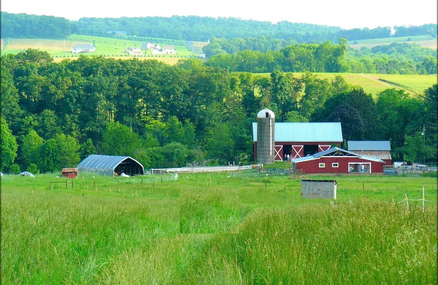 112-Acre Sheep Farm Guesthouse: Animals, Nature, Scenery