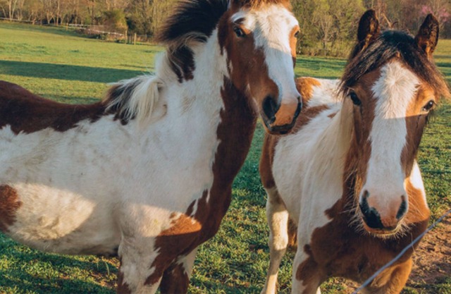 1800's Pioneer Estate Nestled In a Valley Near Brevard and Asheville, NC