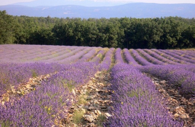 2 Bedroom Private vacation home in Saignon