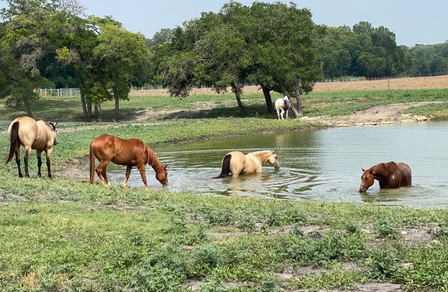 6 Suites on 73 Acres - 10min to Round Top - halfway between Austin & Houston
