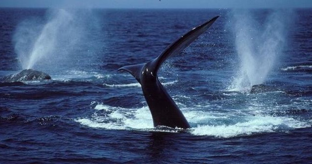 7 Marina Palms, Woodgrange-on-sea