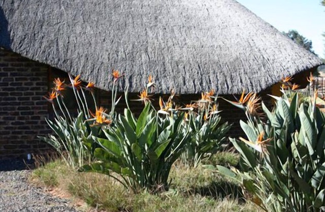 African Flair Country Lodge