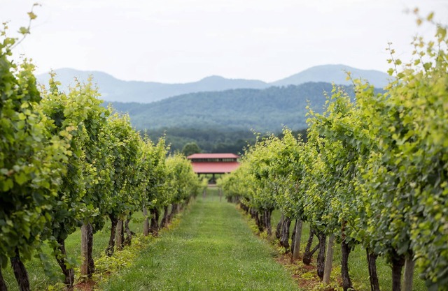 Afton Mtn. Vineyards: Cadus | 1 Bed, 1 Bath