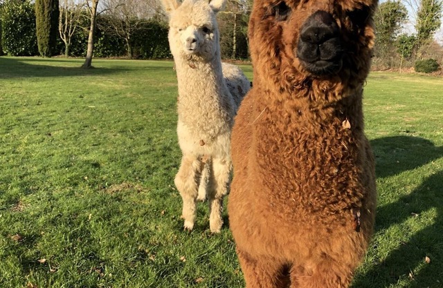 Alpaca Lodge