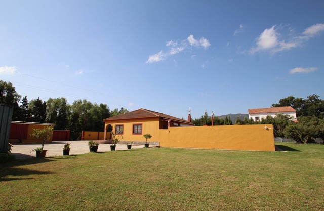 Among orange trees, rural farm