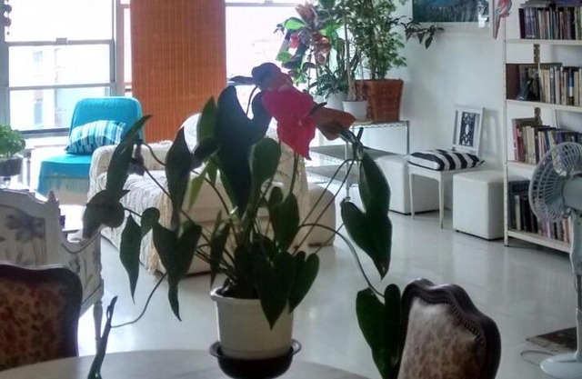 Apartamento Flamengo