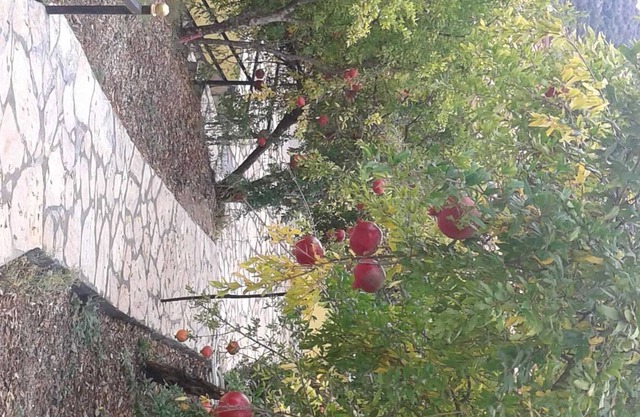 Apartment with 4 beds: small balcony and large veranda - holiday home Waldwilla-Waldapart