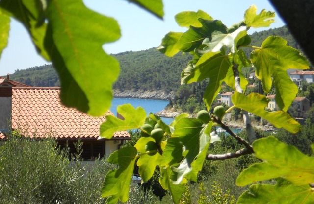 Apartments Ida Sveta Marina