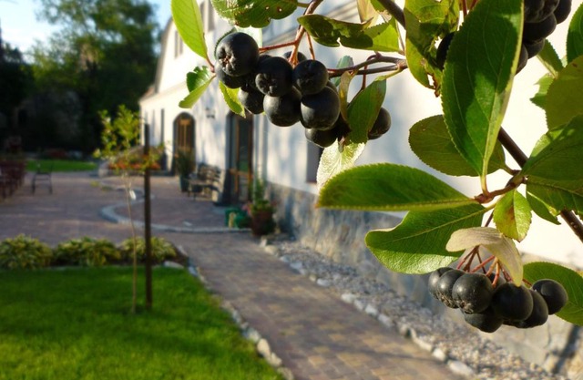Aronia Park