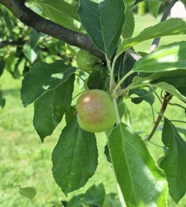 Auto camp Čarobna ravnica
