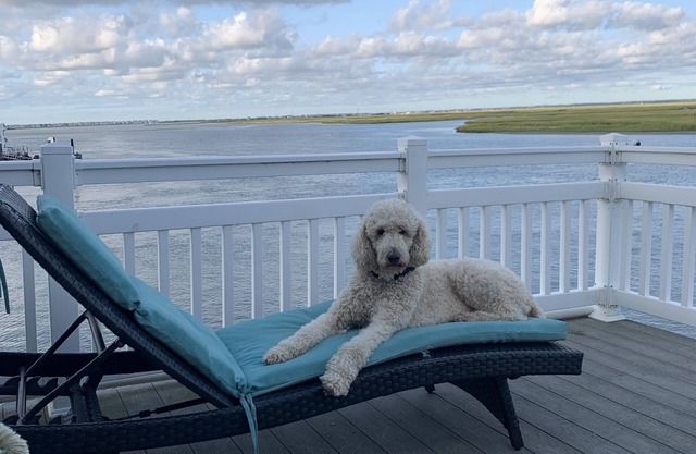 Bay, Dock, Dog friendly Home . Short walk to the beach !