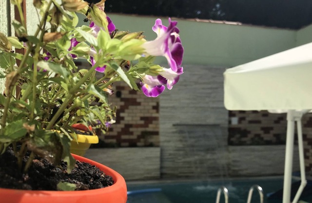 Beach and heated pool in the Diving Capital