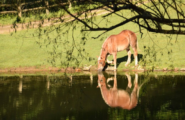 Beautiful Equestrian Estate - Rated 'Exceptional' since 2014