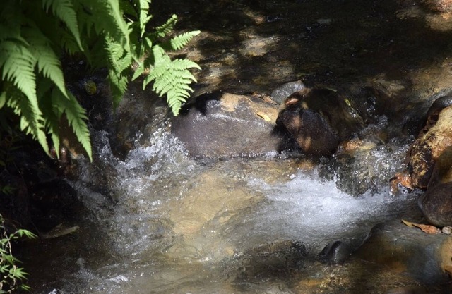 Beautiful Furnished Rural Cabin for 6 people in nature near the town