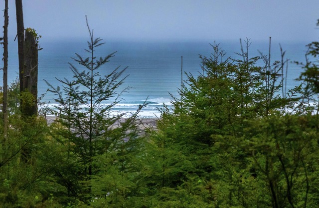 Beautiful Glamping Cabin in an old growth redwood forest with ocean views.