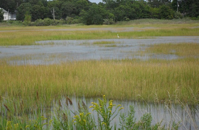Beautiful Home, 1.5 blocks from the Ocean, botanical Garden on a bird estuary