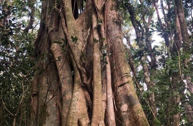 Beautiful little house in the cloud forest