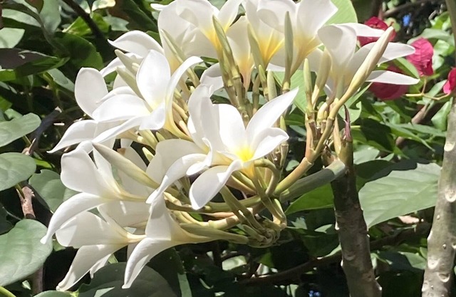 Beautiful tropical garden seconds to the beach