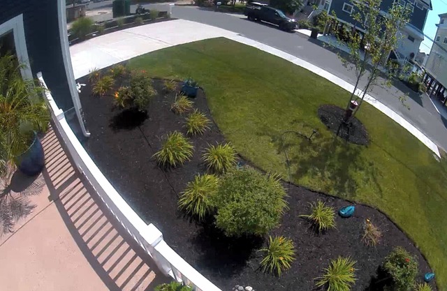 Best in show at the beach