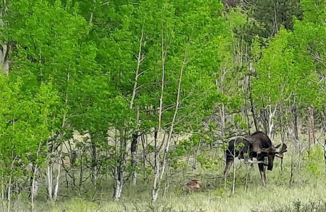 Bison Peak Lodge at Puma Hills, a Luxury Glamping Experience in Central CO
