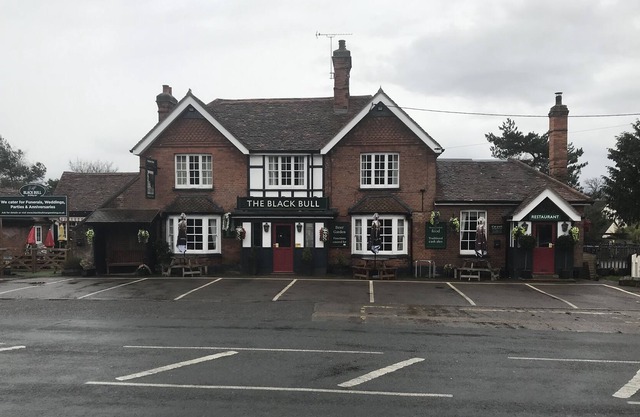 Black bull