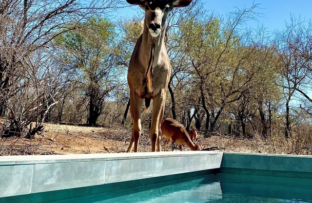 Bordering Kruger National Park awaits these luxurious and unique bedsits