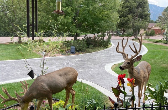 Broadmoor-Pool Mountain Theater Rm 4 Bedroom 3 Bath STR-25-0550