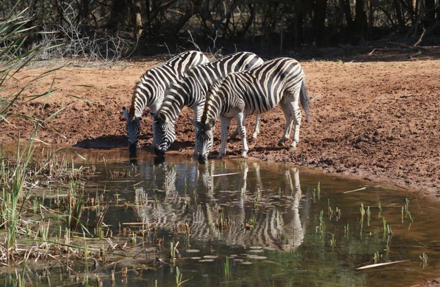 Bushbaby Lodge & Camping