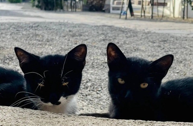 Casa Venado – Apartment in Agaete, Gran Canaria