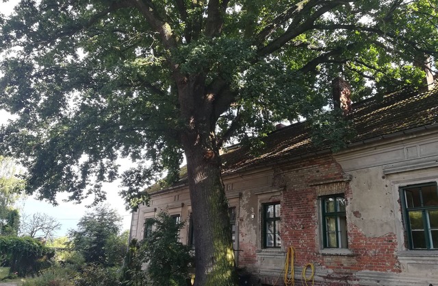 century-old house next to an even older oak tree in the middle of a field