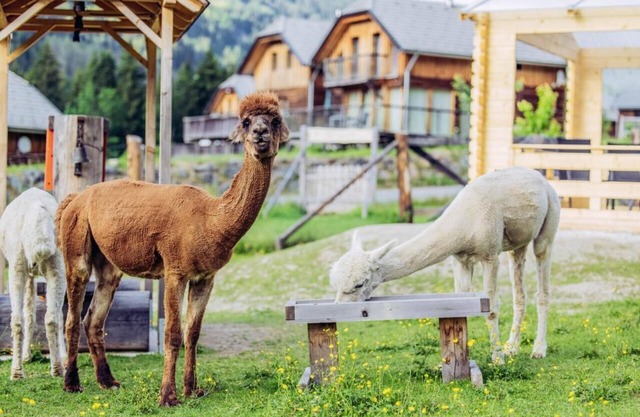 Chalet Alpakablick - Enjoy the healing properties of the Alps