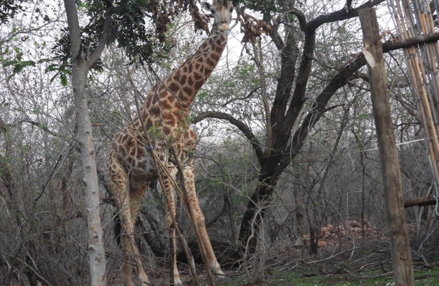 Charming 1-bedroom cottage in enchanting Marloth Park with WiFi, AC