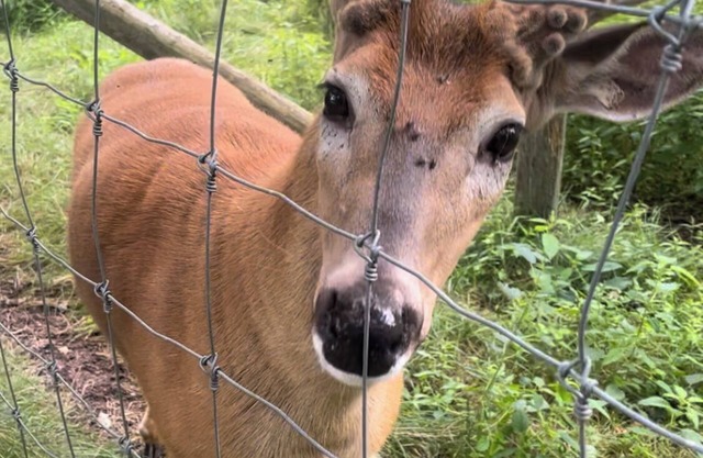 Charming “Deer Haven Cottage ” 2-bedroom house , extra amenities, in Hayward.