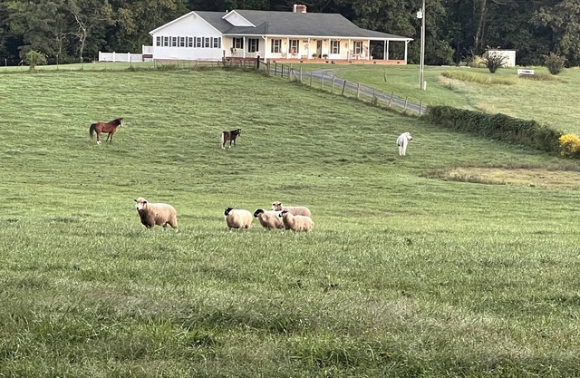 Charming FarmHouse with animal meet&greet