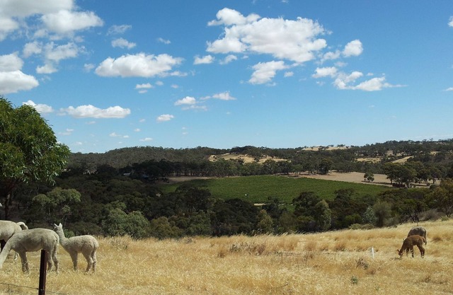Clare View COTTAGE (pet friendly) Sleep 4