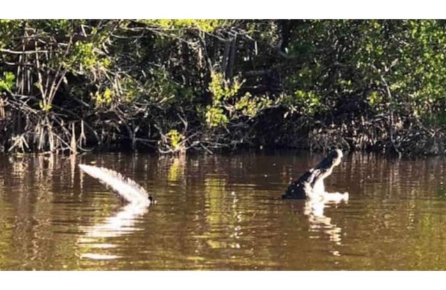 Coastal Getaway, Everglades City