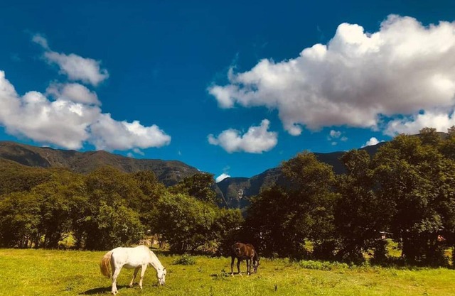 Coelho Recanto Dos Vales