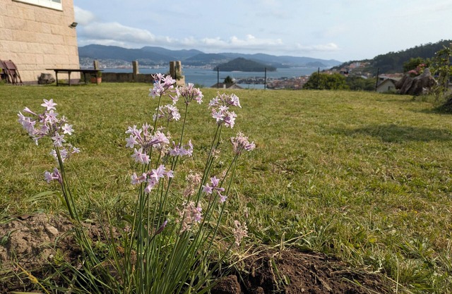 Combarro Vista
