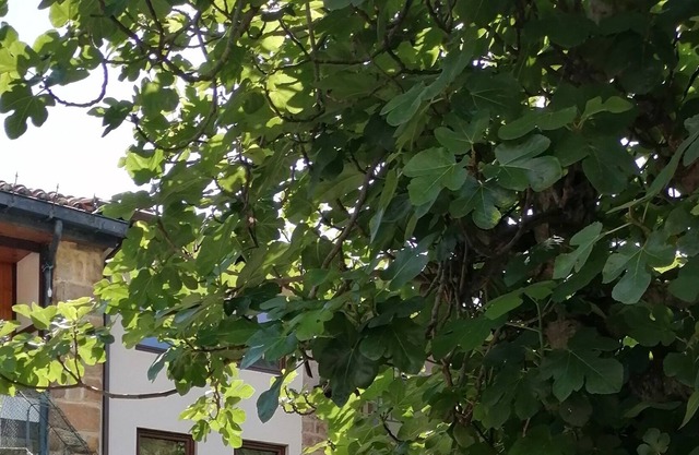 Corramor's house.