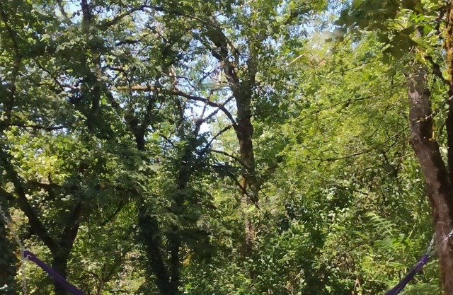 Cottage and its trailer in a cocoon of greenery (see the video)