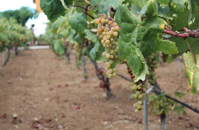 Country house in Icod