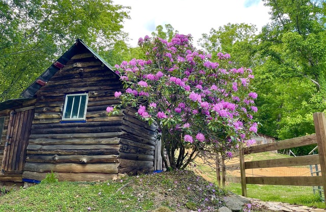 Cozy Cabin: Peaceful Haven in the Heart of Nature