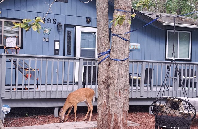 Cozy Retreat w/Popcorn Machine/Firepit/BBQ/Deerfeeding/TVs In All Roomsn