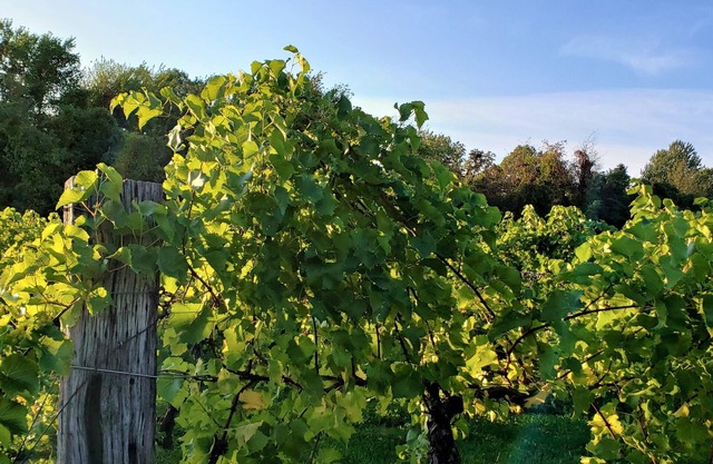 CRESTWOOD HOUSE - Rustic Ravine Glam in the Heart of Lake Michigan's Vineyards.
