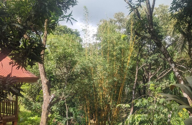 Cute Jungle Cabin- 5 minutes from beaches & waterfalls