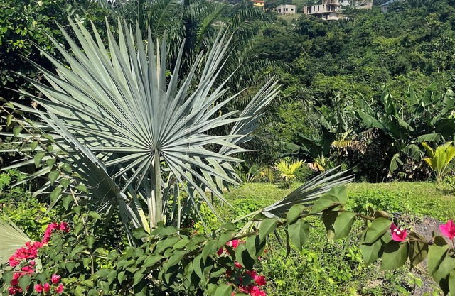 Da Palm inn