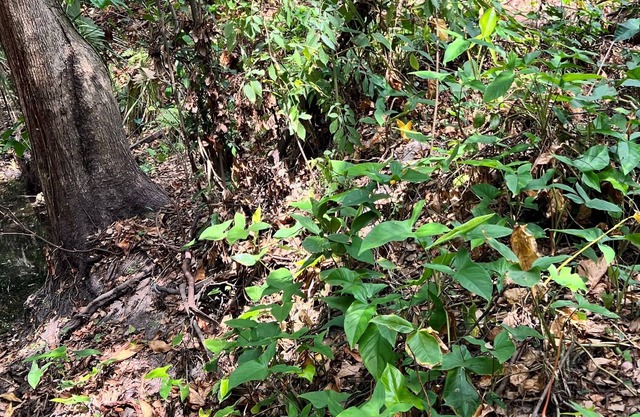 Effie's Country Villa on 3 acres of grand oaks