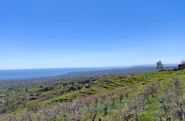 Etna Kiwi Estate